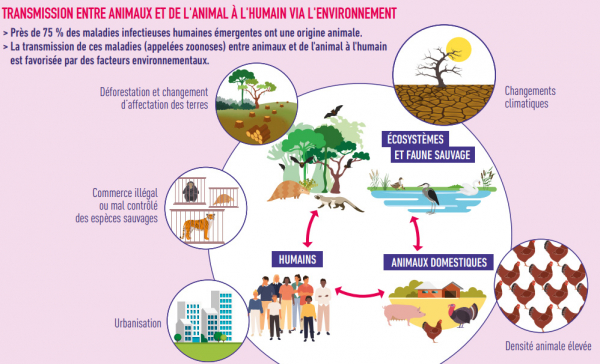 Infographie - Transmission entre animaux et de l'animal à l'humain via l'environnement