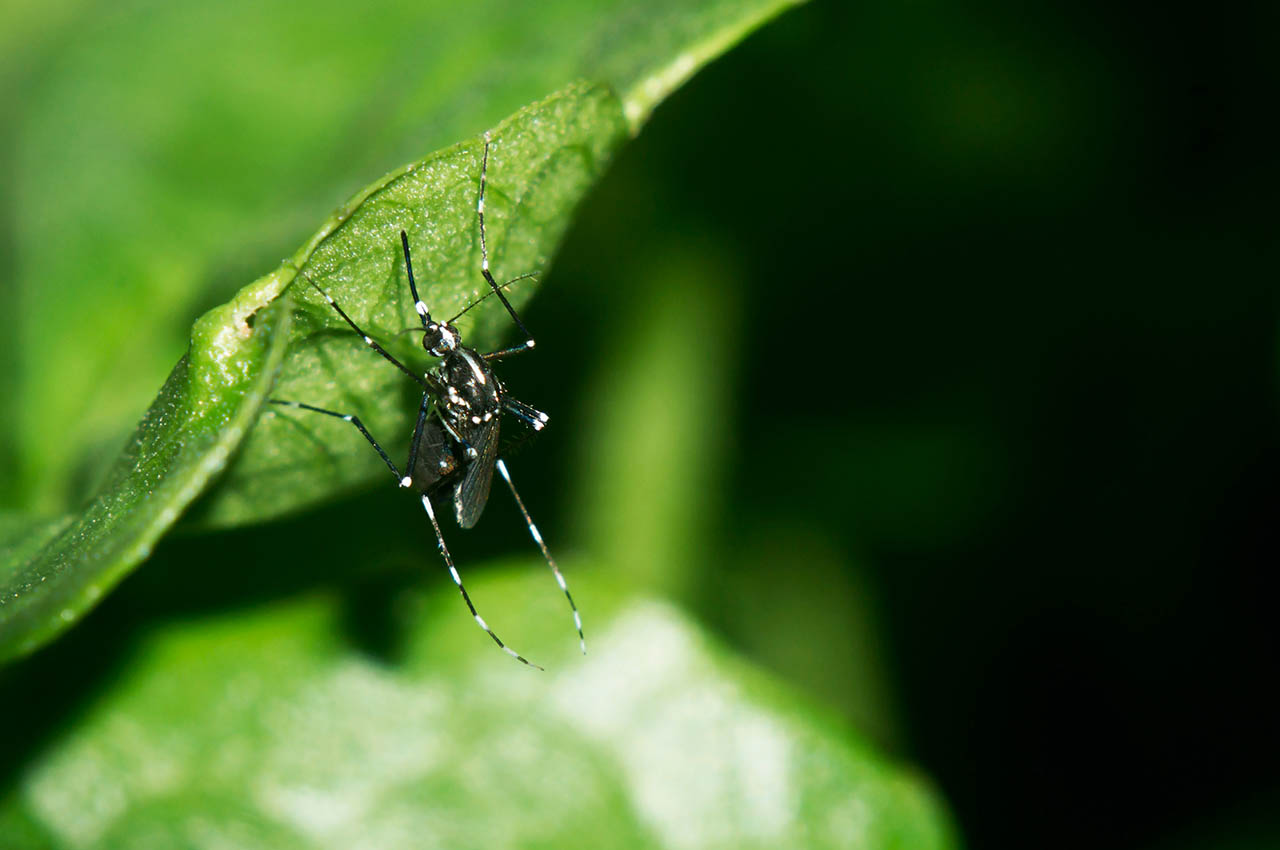 Chikungunya, dengue et zika : lancement de la veille saisonnière 2022