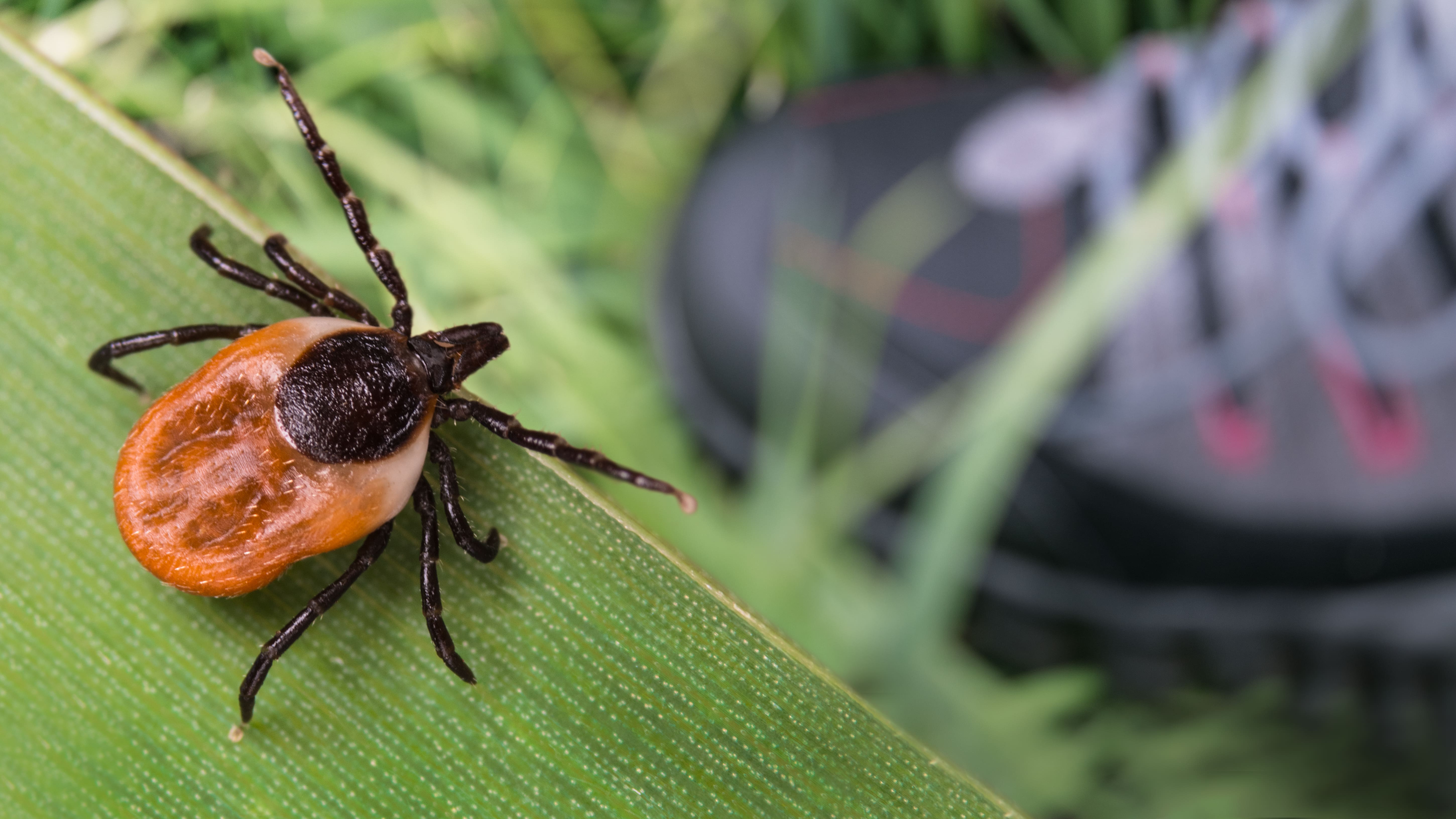 Borréliose de Lyme : données épidémiologiques 2020