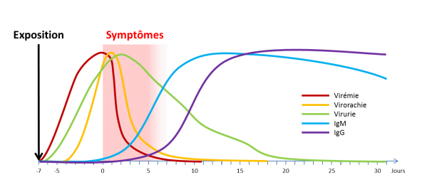 Présentation schématique des cinétiques de présences des ARN viraux (sang, LCS, urine) et des anticorps (IgM, IgG) après l'exposition selon Barzon et al. 2013 (27) et Lustig et al., 2018 (28)